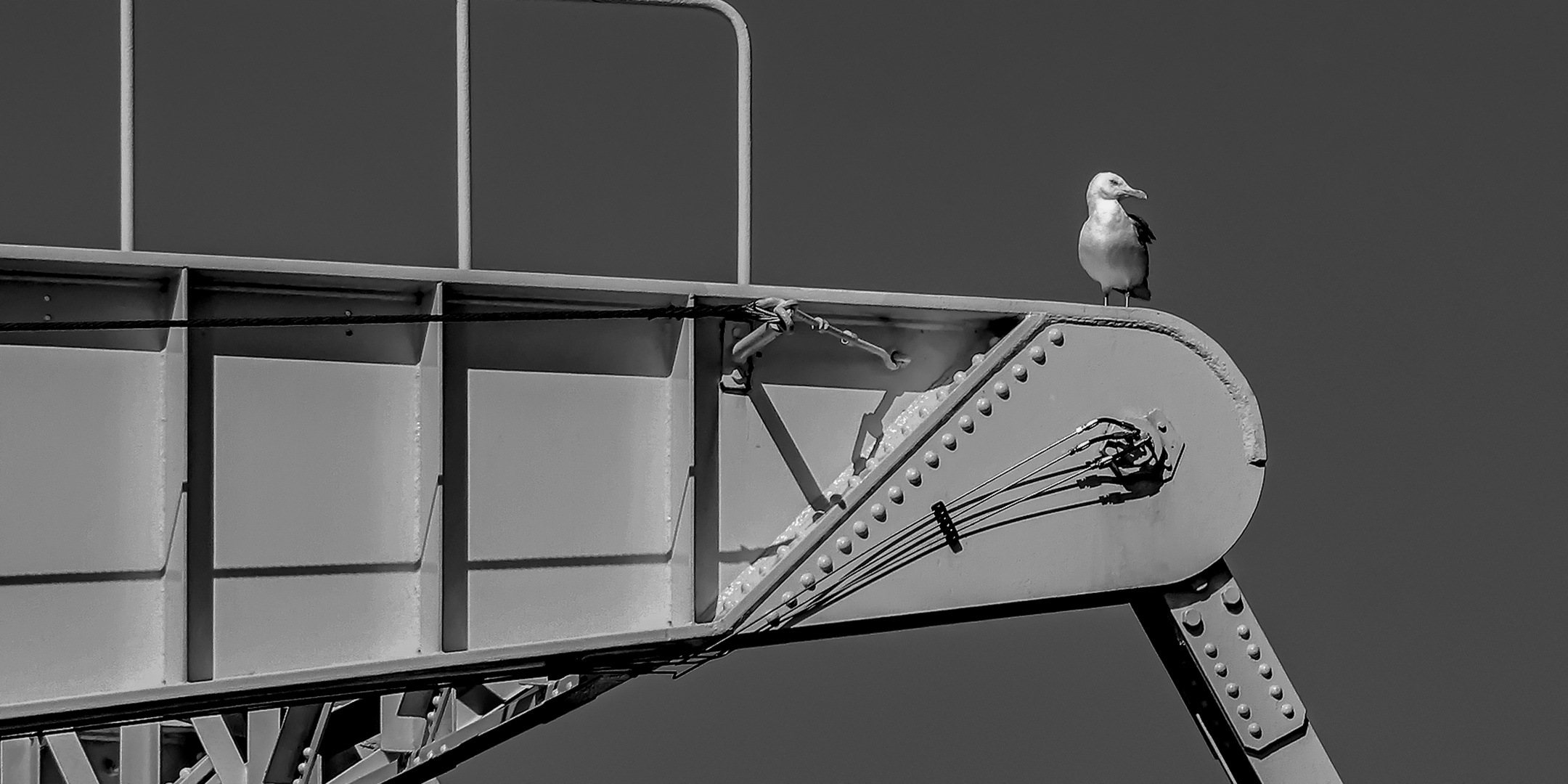 Silbermöwe auf der Klappbrücke