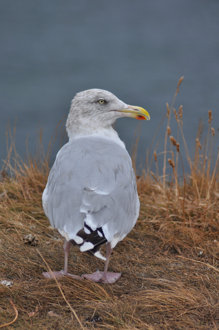 Silbermöwe auf Helgoland