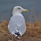 Silbermöwe auf Helgoland