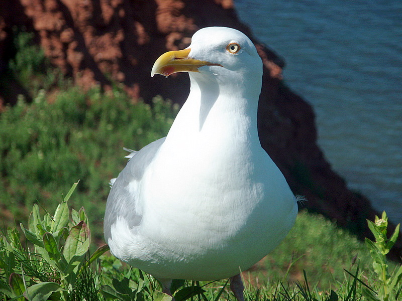 Silbermöwe auf Helgoland