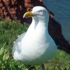 Silbermöwe auf Helgoland