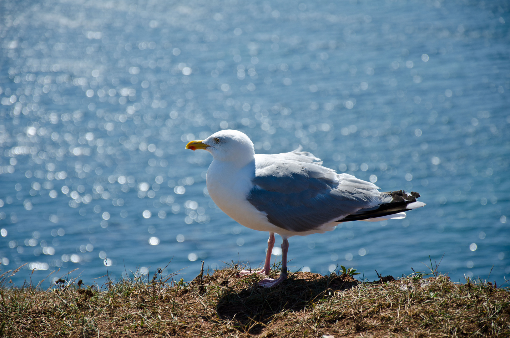 Silbermöwe auf Helgoland