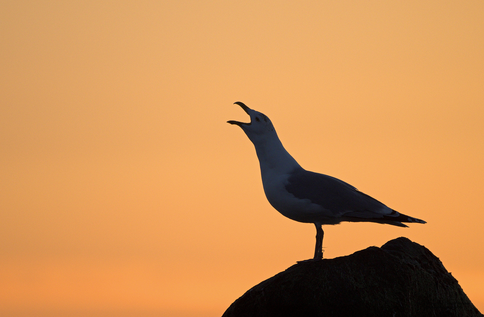 Silbermöwe bei Sonnenuntergang