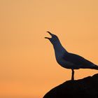 Silbermöwe bei Sonnenuntergang