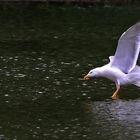 Silbermöwe beim Wasserlanden