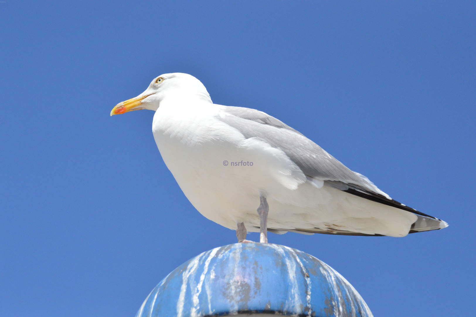 Silbermöwe (Fischland-Darß-Zingst)