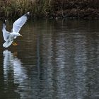 Silbermöwe im Anflug auf die Wasseroberfläche