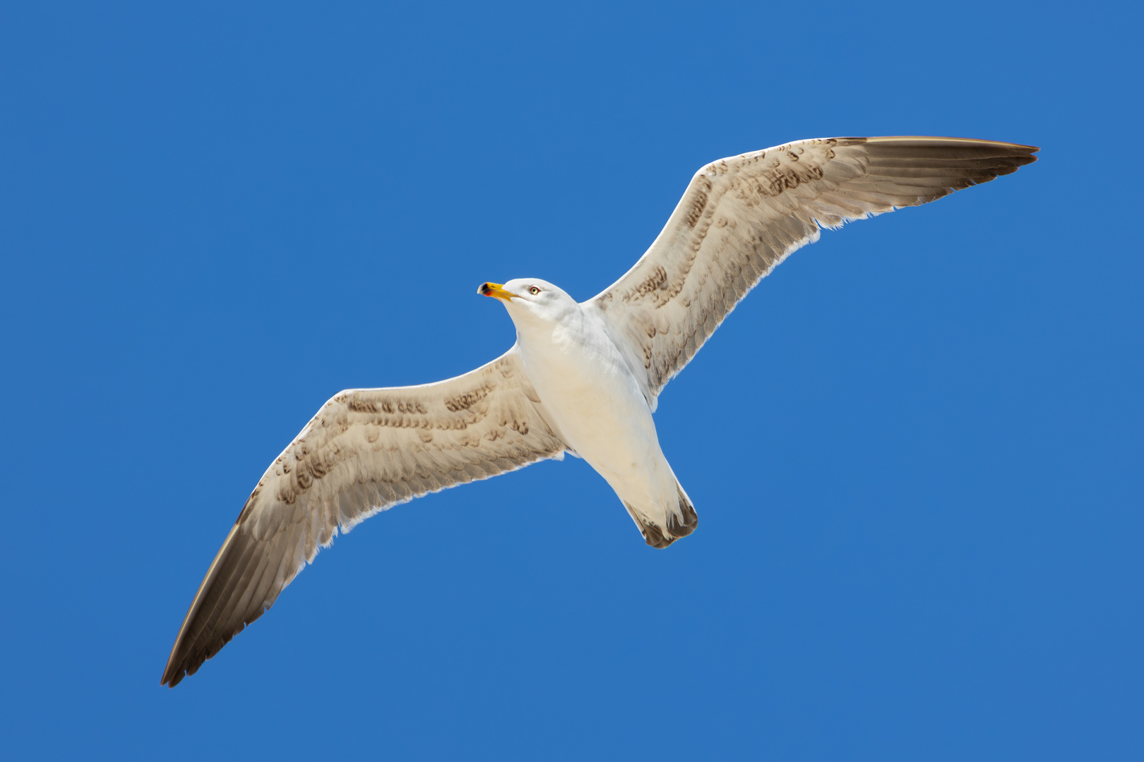 Silbermöwe im Flug