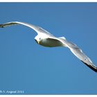 Silbermöwe im Gleitflug