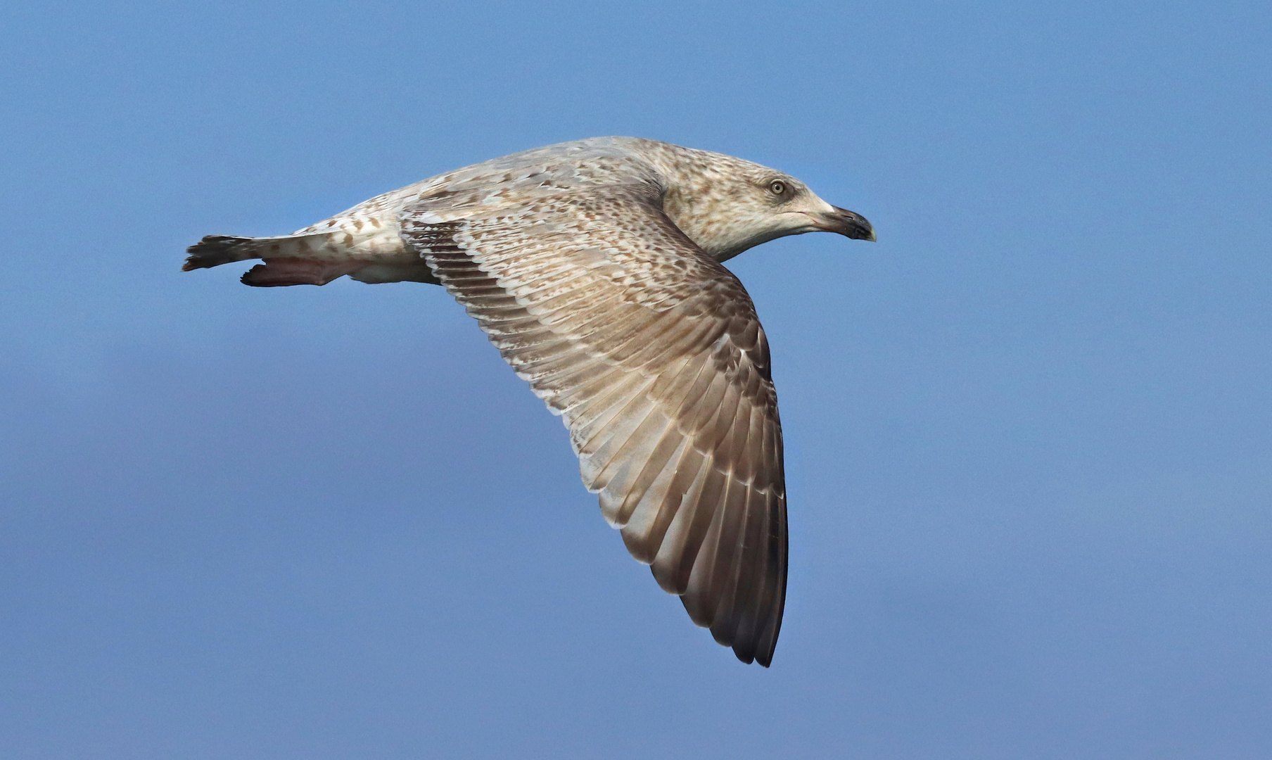 Silbermöwe im Jugendkleid in schnellem Flug