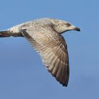 Silbermöwe im Jugendkleid in schnellem Flug