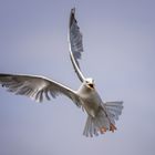 Silbermöwe im Landeanflug 