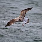 Silbermöwe im Landeanflug