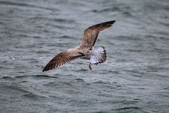 Silbermöwe im Landeanflug