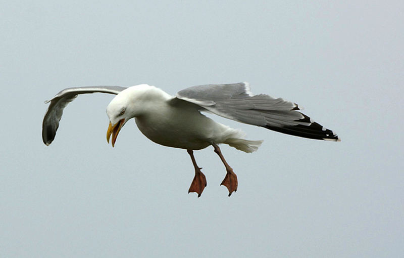 Silbermöwe im Landeanflug..