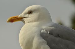 Silbermöwe im Portrait