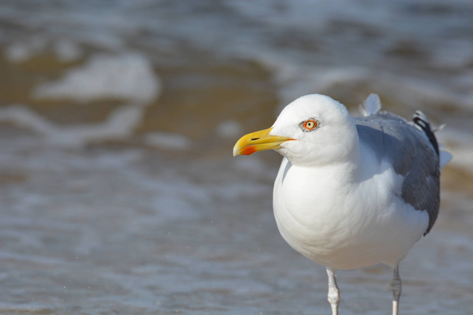 Silbermöwe im Portrait