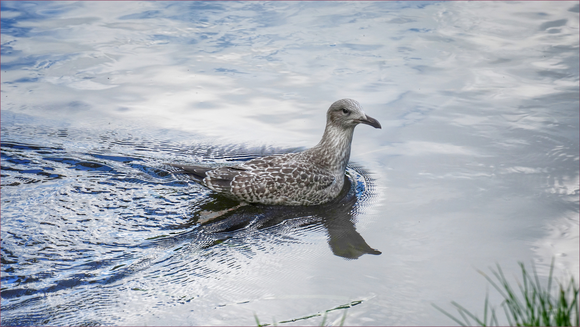 Silbermöwe im Silbersee ....