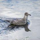 Silbermöwe im Silbersee ....