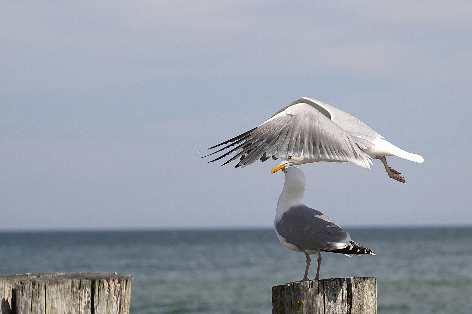 Silbermöwe im Überflug