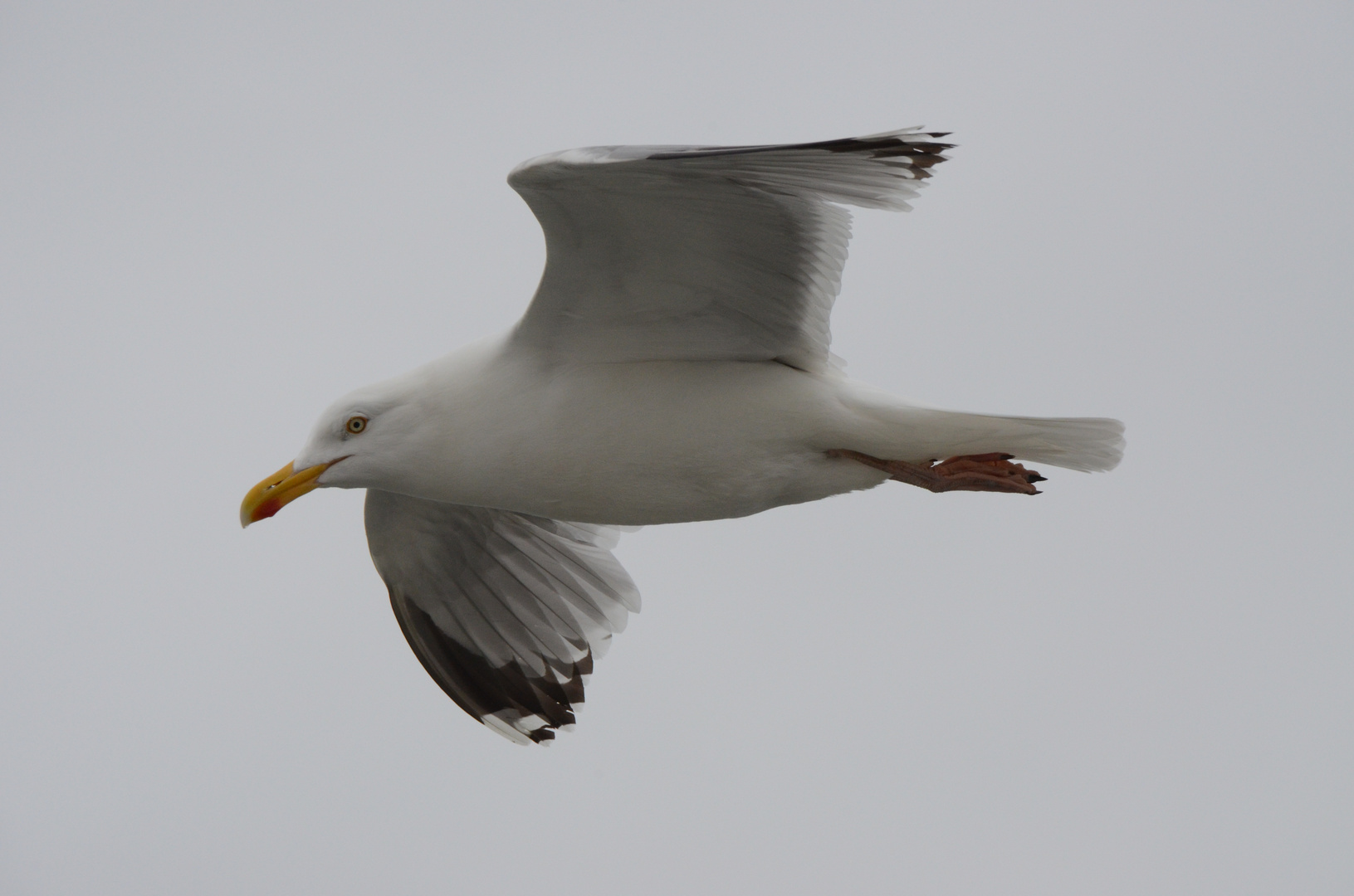 Silbermöwe im Überflug