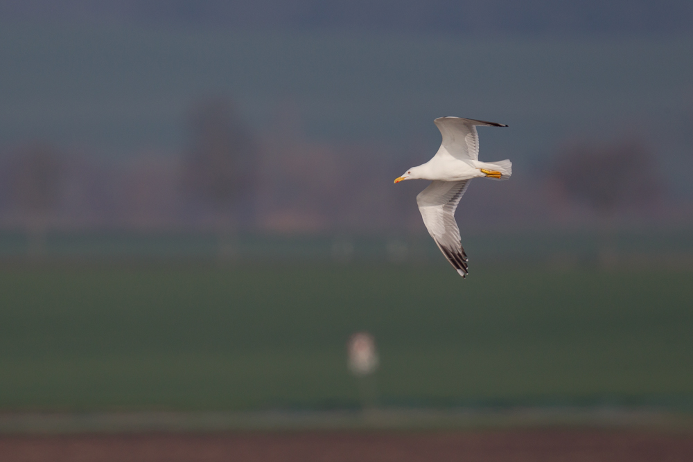 Silbermöwe in der Wetterau