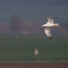 Silbermöwe in der Wetterau