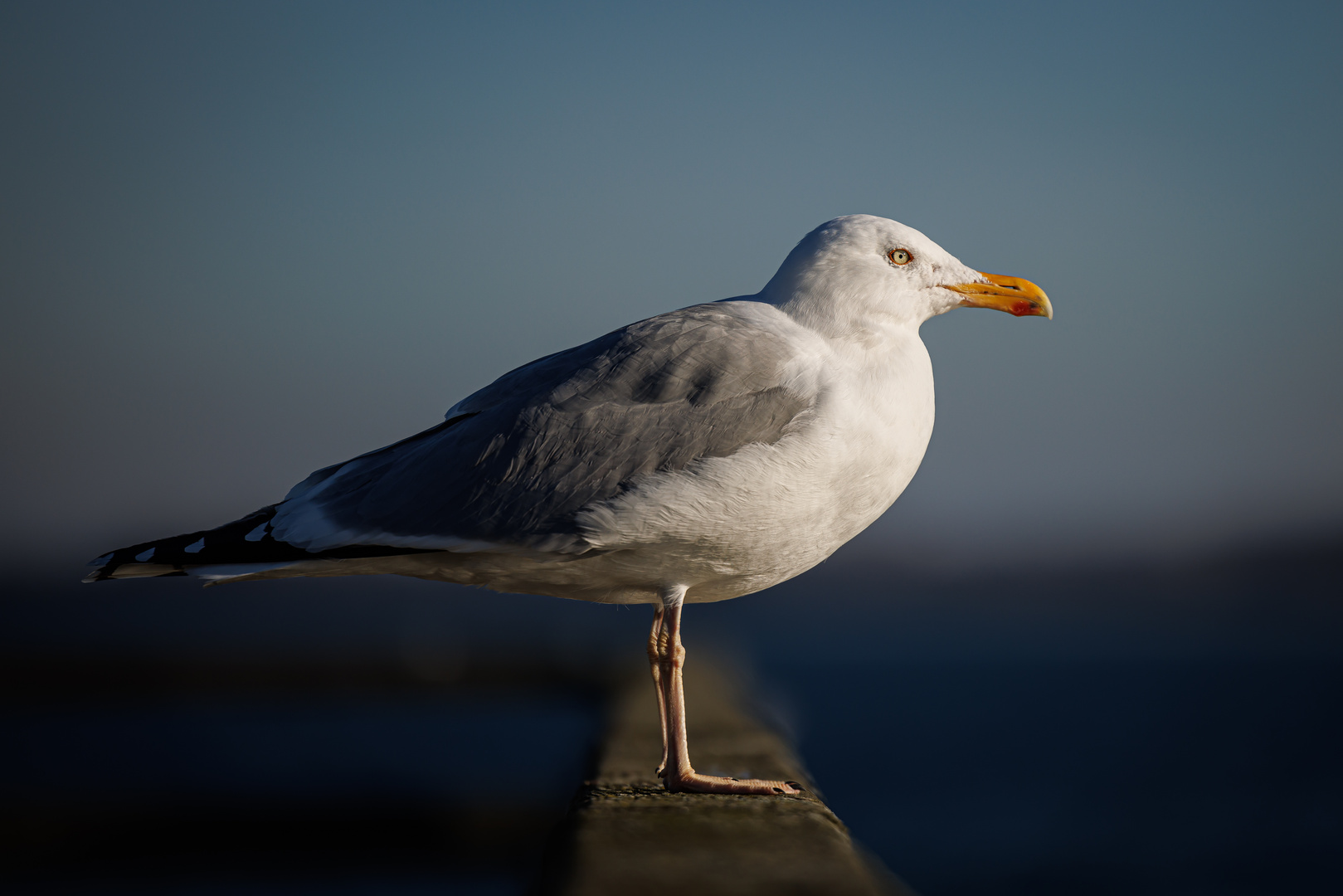 Silbermöwe in Travemünde genießt den Sonnenuntergang