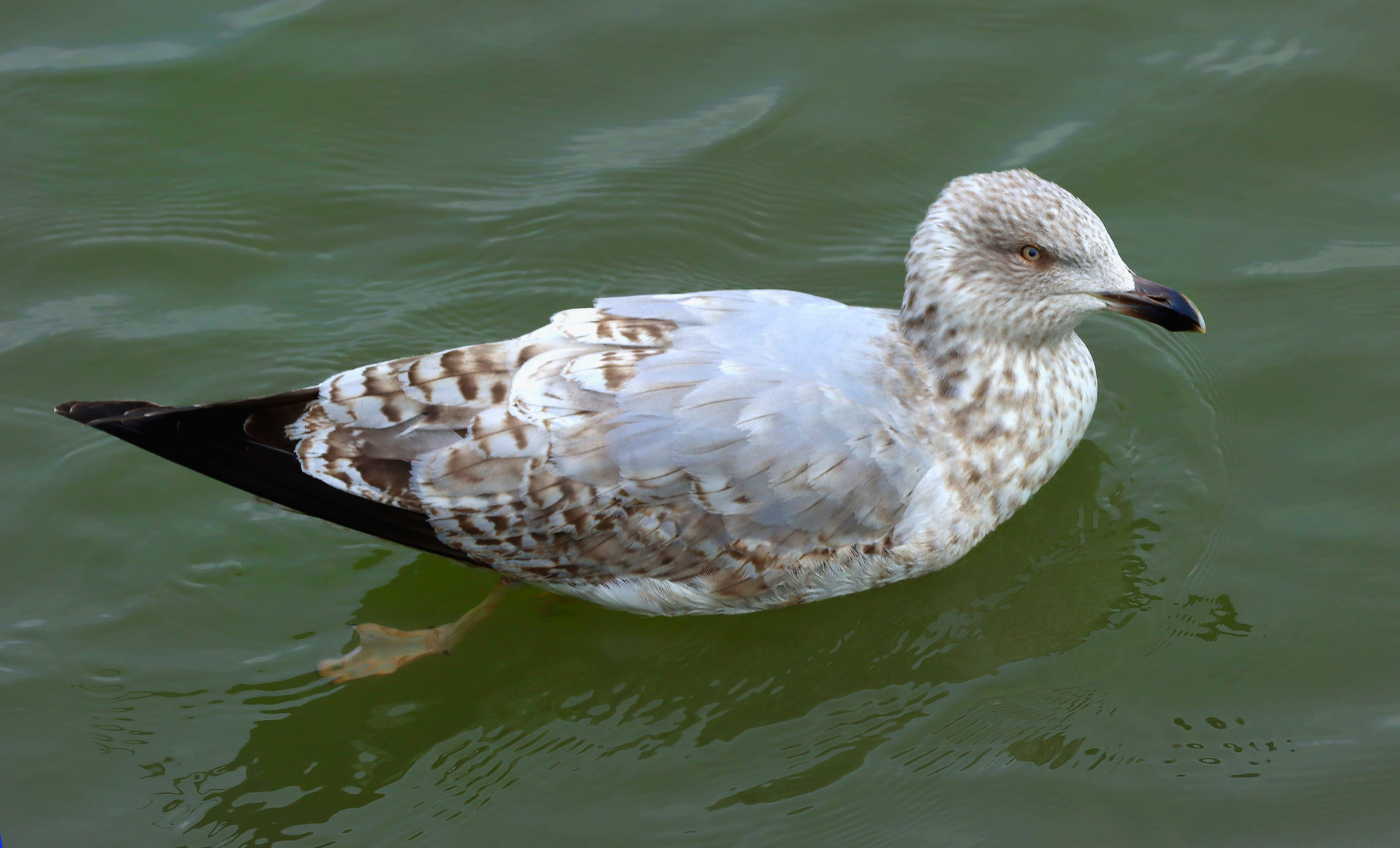 Silbermöwe, Jungvogel im dritten Jahr 