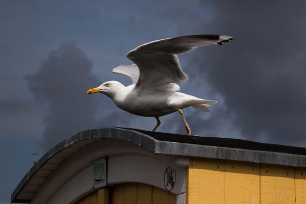 Silbermöwe kurz vorm Abflug