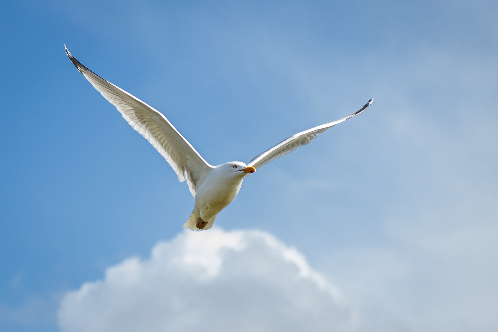 Silbermöwe (Larus argentatus)