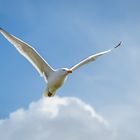 Silbermöwe (Larus argentatus)