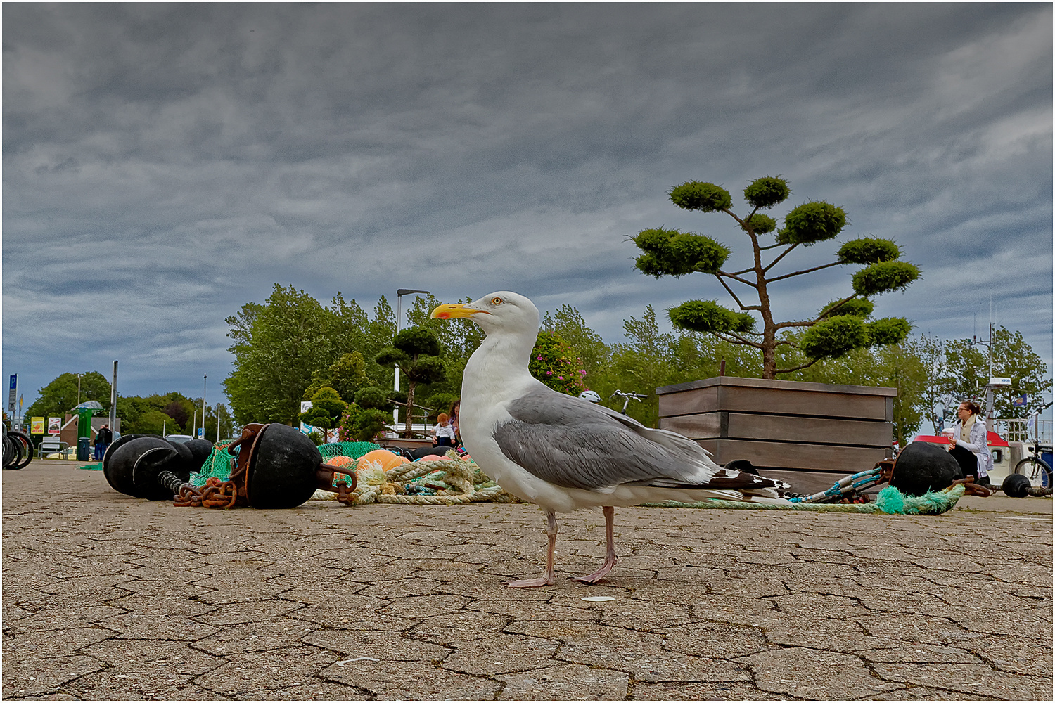 Silbermöwe (Larus argentatus)