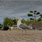 Silbermöwe (Larus argentatus)