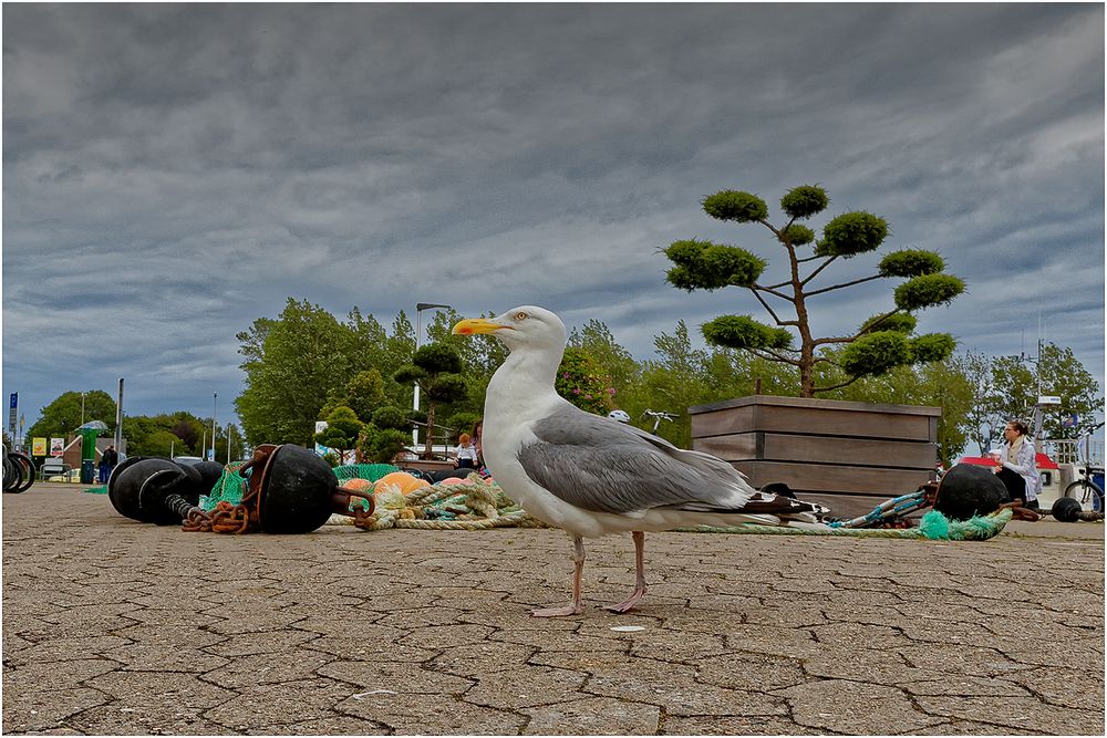 Silbermöwe (Larus argentatus)