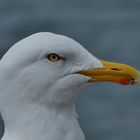 Silbermöwe (Larus argentatus)