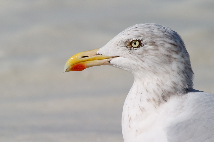 Silbermöwe (Larus argentatus)