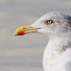 Silbermöwe (Larus argentatus)