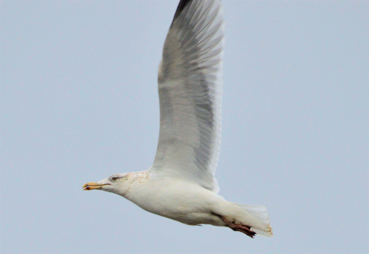 Silbermöwe (Larus argentatus) 