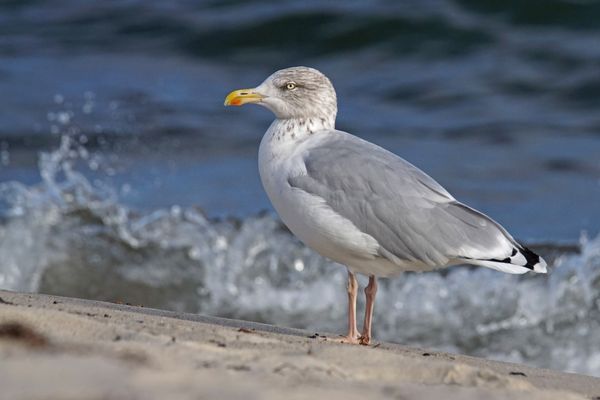 Silbermöwe (Larus argentatus)