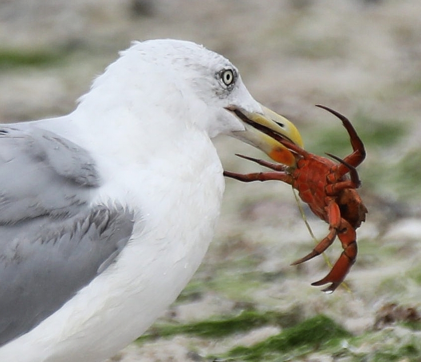 Silbermöwe (Larus argentatus)