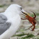 Silbermöwe (Larus argentatus)