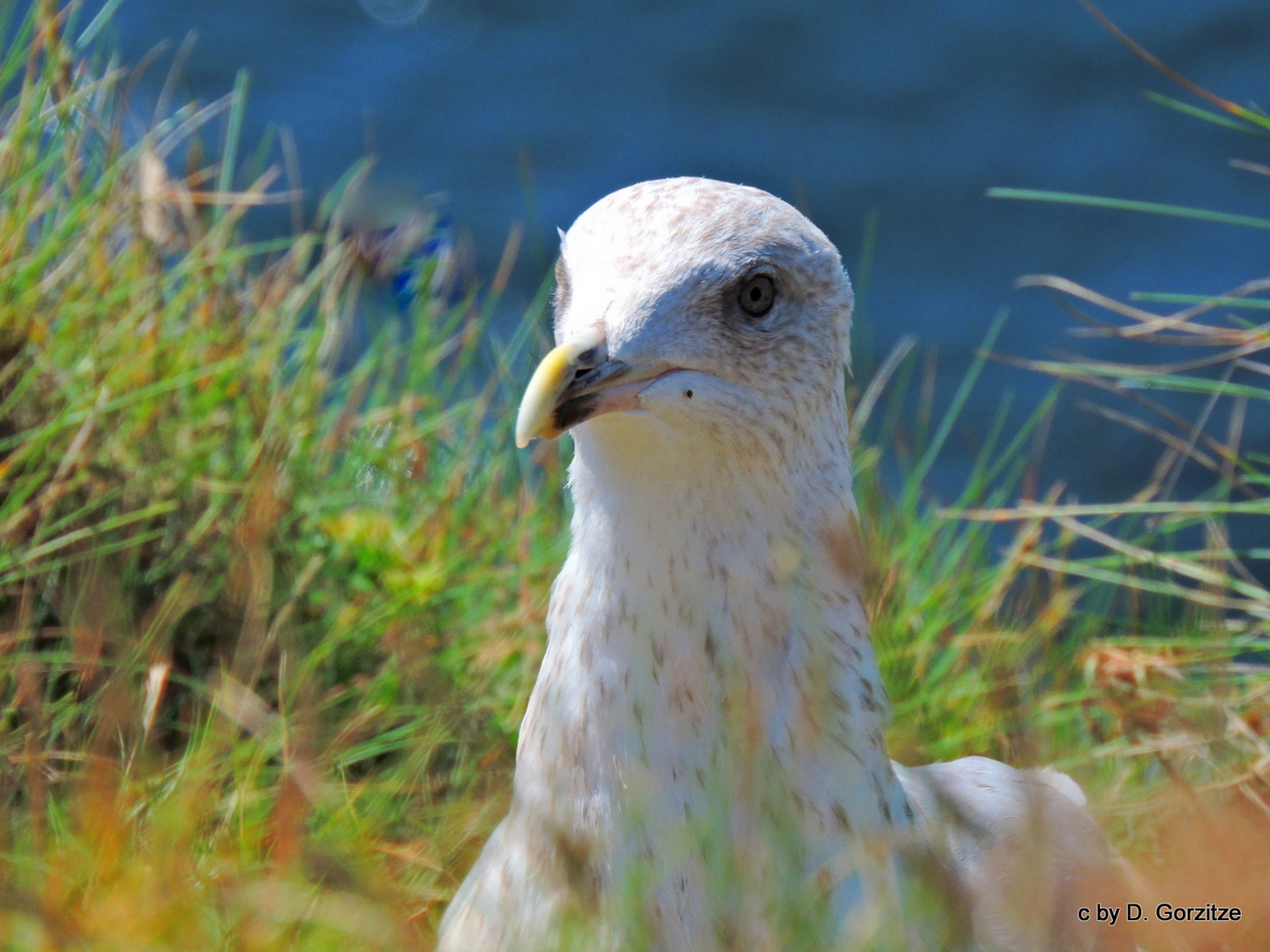 Silbermöwe (Larus argentatus) !