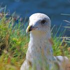 Silbermöwe (Larus argentatus) !