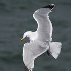 Silbermöwe (Larus argentatus)