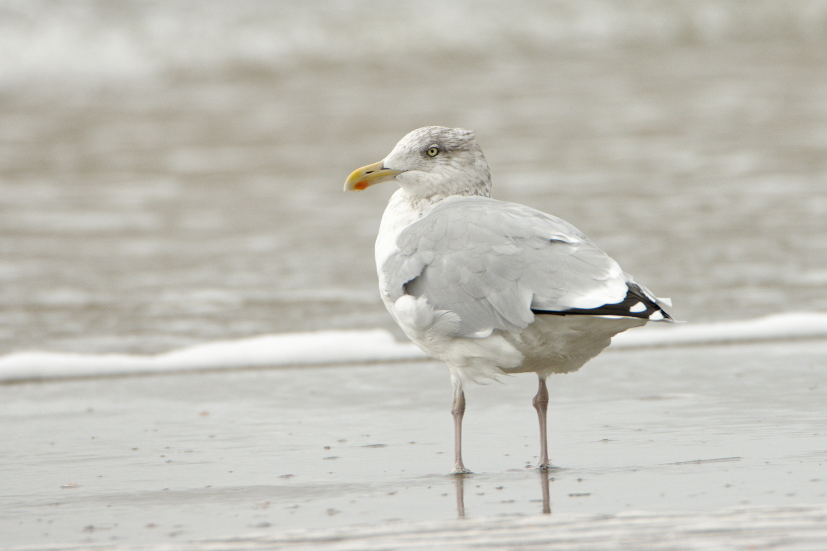 Silbermöwe (Larus argentatus)