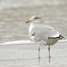 Silbermöwe (Larus argentatus)