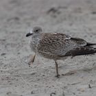 Silbermöwe (Larus argentatus)