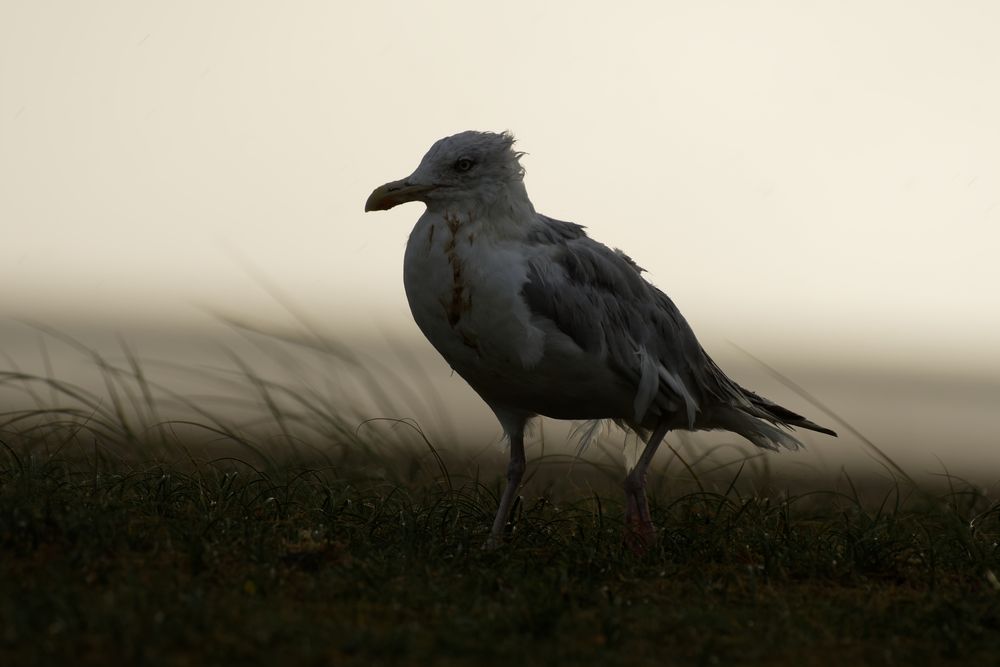 Silbermöwe (Larus argentatus)