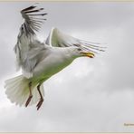 silbermöwe (larus argentatus).....